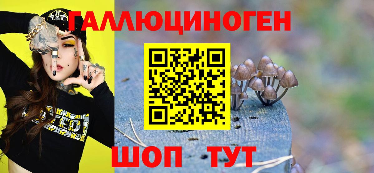 Псилоцибиновые грибы Cubensis  Вход с VPN  Гатчина  Псилоцибиновые грибы Cubensis 